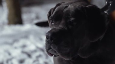 Boerboel, Güney Afrika kökenli bir köpek cinsidir ve aile bekçisi olarak kullanılır. Yüksek kalite 4k görüntü