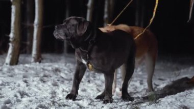 Siyah boerboel ve turuncu shiba inu geceleri sahibiyle karda dikiliyorlar. Yüksek kalite 4k görüntü
