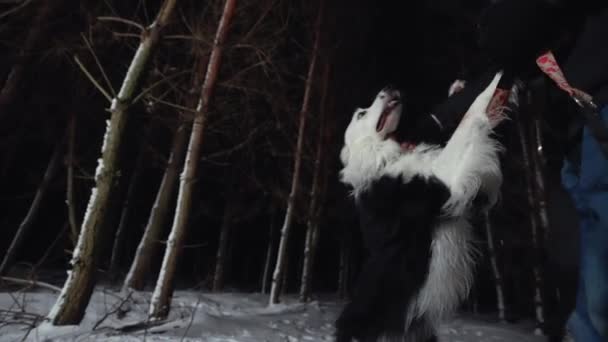 Hraniční Kolie Pes Hrát Jeho Majitelem Venku Noci Zimní Sněhová — Stock video