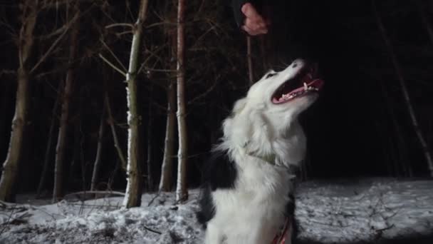 ボーダーコリー犬 冬の雪の夜に森の中を歩いている彼の所有者 高品質の4K映像 — ストック動画
