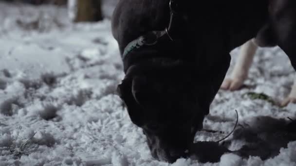 Boerboel Pies Kładąc Twarz Śniegu Nocy Podczas Spaceru Psia Rasa — Wideo stockowe