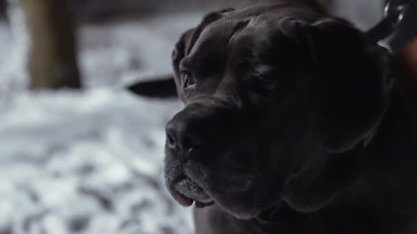 Бурбоель Південноафриканська Порода Великих Собак Мастифського Типу Використовується Сімейний Собака — стокове відео