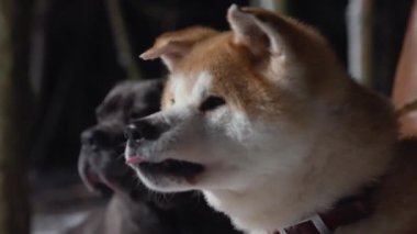 Shiba Inu 'nun köpek çiftliğine yakın çekim, geceleri yürüyüş. Yüksek kalite 4k görüntü