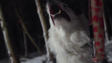 Mutlu ve heyecanlı sınır köpeği Collie ormanda. Yüksek kalite 4k görüntü