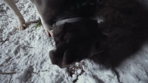 Siyah Pitbull Turuncu Shiba Inu Geceleri Karda Yürürken Köpekler Konsept — Stok video