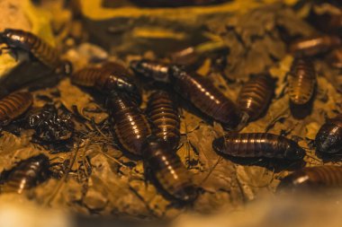 Böcek konsepti, yaprakların üzerinde bir grup siyah solucanın yakın plan çekimi. Yüksek kalite fotoğraf