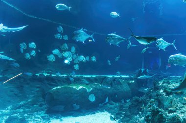 Sualtı sahnesi. Su altı dünyası. Sualtı yaşam manzarası. Yüksek kalite fotoğraf