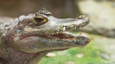 Cayman 'ın ağzı açık hayvanat bahçesine bakıyor. Yüksek kalite 4k görüntü