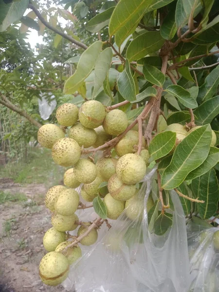 you can see fresh fruit from the longan that hangs thickly on the branches soaring down