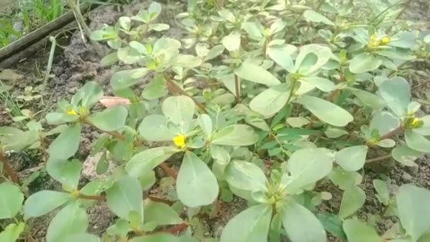 Kerokot Very Good Medicinal Plant — Stock Video