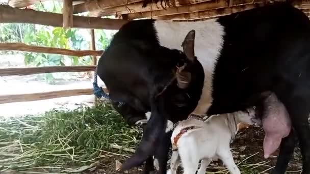 リトルヤギは母親のミルクを吸い ストールで新生児のヤギを授乳する — ストック動画