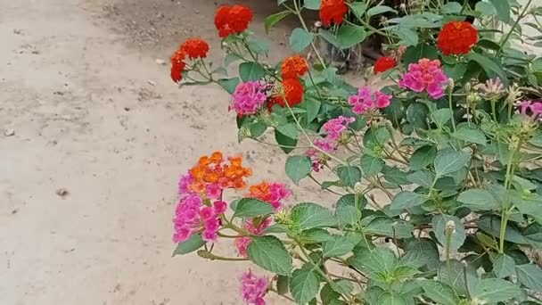 Las Flores Mylanta Ven Hermosas Frescas Vista — Vídeos de Stock