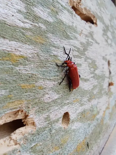 a closeup shot of a red and white beetle on a wooden surface