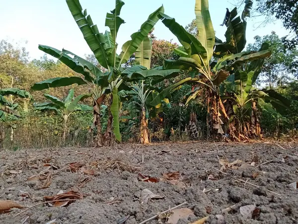 早上的香蕉种植园 — 图库照片