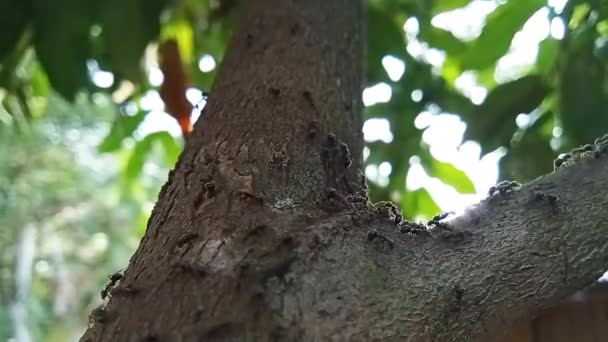 Semut Tampilan Jarak Dekat Dari Semut Hitam Koloni Semut Semut — Stockvideo