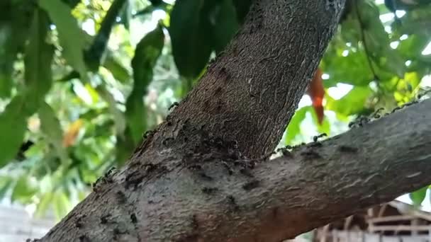 Semut Tampilan Jarak Dekat Dari Semut Hitam Koloni Semut Semut — Stok video