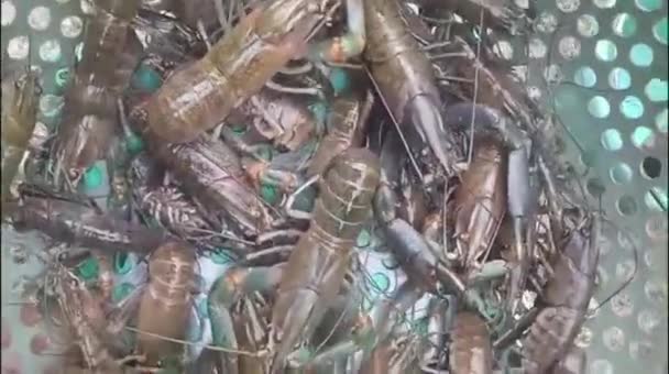 Les Crevettes Géantes Qui Ont Été Récoltées Lors Récolte Ont — Video