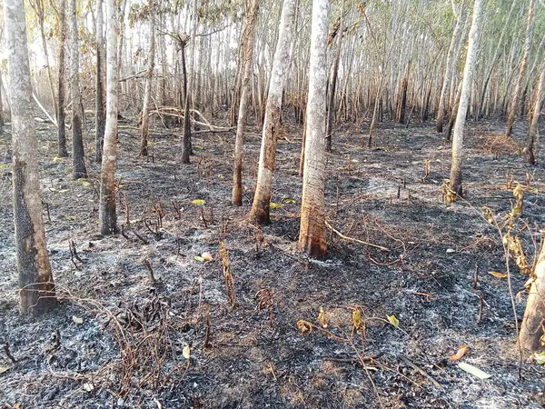 burnt trees on the ground