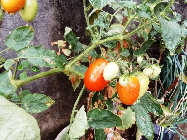 fresh tomatoes on the tree