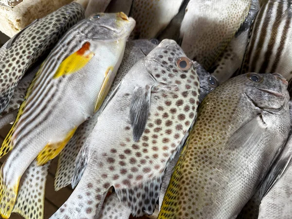 Variety of marine sea fish sold at Tawau Sabah wet fish market in morning