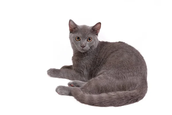 蓝色灰色英国短毛宠物猫坐着玩耍 而背景是蓝色的 — 图库照片