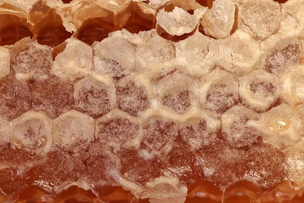 粘稠的液体蜂蜜自然土工六边形蜂窝宏观凝块向上 — 图库照片
