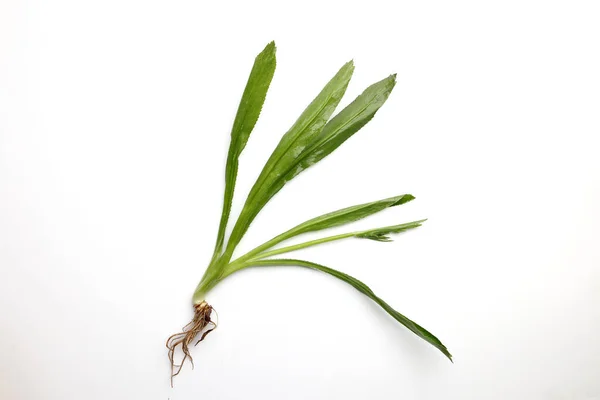 stock image Ngo Gai leafs thai parsley fragrant herb condiment on white background 