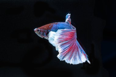 Siyam rengarenk bahis balıklarıyla savaşıyor. Siyah arka planda zarif bir şekilde suda yüzüyor. 