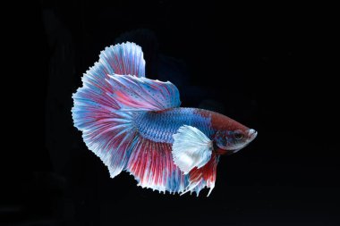Siyam rengarenk bahis balıklarıyla savaşıyor. Siyah arka planda zarif bir şekilde suda yüzüyor. 