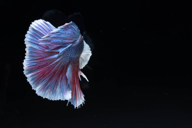 Siyam rengarenk bahis balıklarıyla savaşıyor. Siyah arka planda zarif bir şekilde suda yüzüyor. 