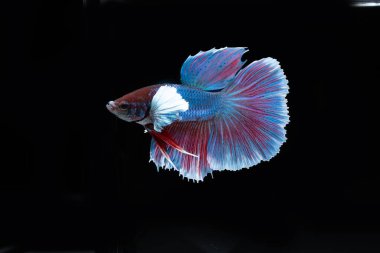 Siyam rengarenk bahis balıklarıyla savaşıyor. Siyah arka planda zarif bir şekilde suda yüzüyor. 