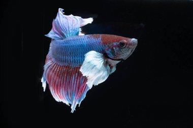 Siyam rengarenk bahis balıklarıyla savaşıyor. Siyah arka planda zarif bir şekilde suda yüzüyor. 