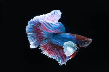 Siyam rengarenk bahis balıklarıyla savaşıyor. Siyah arka planda zarif bir şekilde suda yüzüyor. 