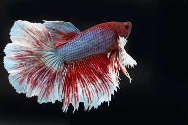 Siyam rengarenk bahis balıklarıyla savaşıyor. Siyah arka planda zarif bir şekilde suda yüzüyor. 