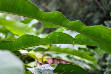 Yeşil muz yaprağının üzerindeki şelale damlıyor. 