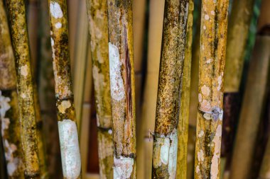 Bambu bitkisi altın sarısı yeşil doku arka planı 