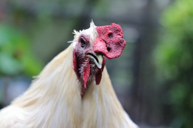 Tavuk horozu kümes hayvanları bakımını yapıyor. Sabah erkenden ötüyor. 