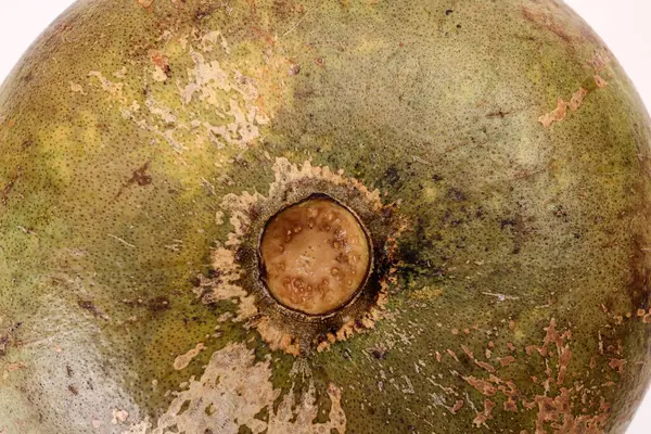 Güneydoğu Asa ahşap elma bael meyvesi Limonya asidissima sert kabuk yarısı et içinde meyve suyu malzemesi 