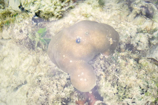 Coral Subaquático Poritos Cor Marrom — Fotografia de Stock