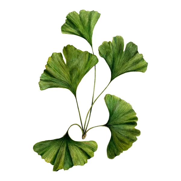 stock image Gingko Biloba plant watercolor realistic illustration. Botanical art painting isolated on white. Can be used for prints, wrapping and textile design, packaging, paper, wallpaper.