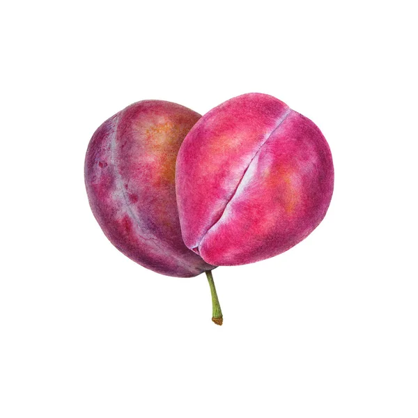 Рожеві Фіолетові Сливи Серці Утворюють Ботанічний Реалістичний Акварельний Живопис Фотореалістична — стокове фото