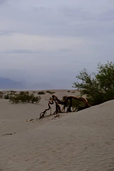 Kaliforniya 'daki Death Valley Ulusal Parkı. Kumullar. Çöl. Yakalayın!