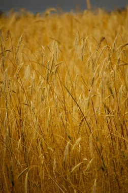 Güzel çavdar kulakları yakın plan. Seçici odak.