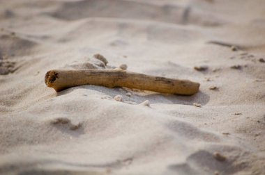 Stick on the beach in a sunny day. Selective focus.