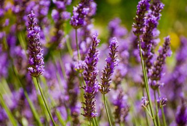 Close-up of lavender flowers in summer.