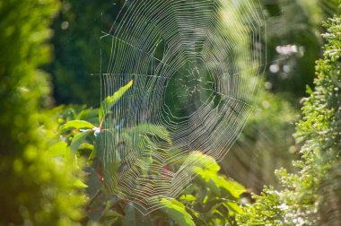 Spider web close up on a blurred background.