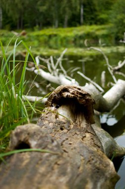 Dried trunk of tree lying in water.