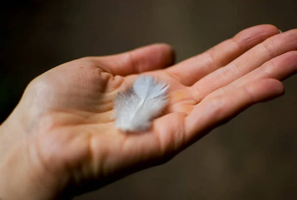 Woman\'s hand holding feather.