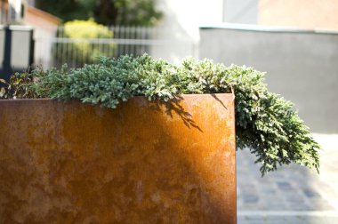 Çiçek saksısında yeşil bitkiler. Yaklaş..