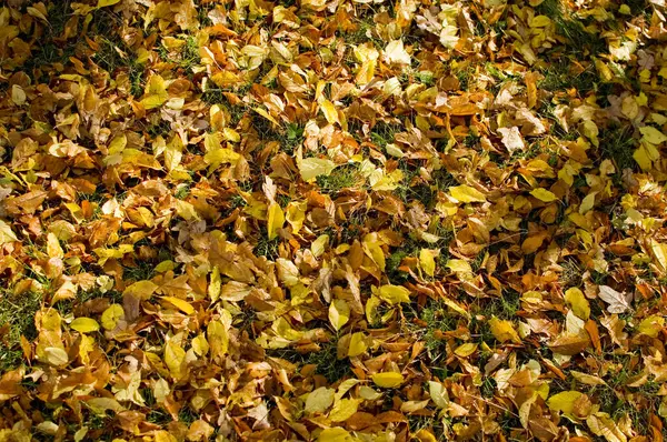 Grass covered with colorful leaves. Selective focus.